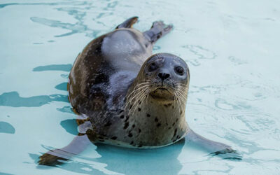 The Cornish Seal Sanctuary in Gweek